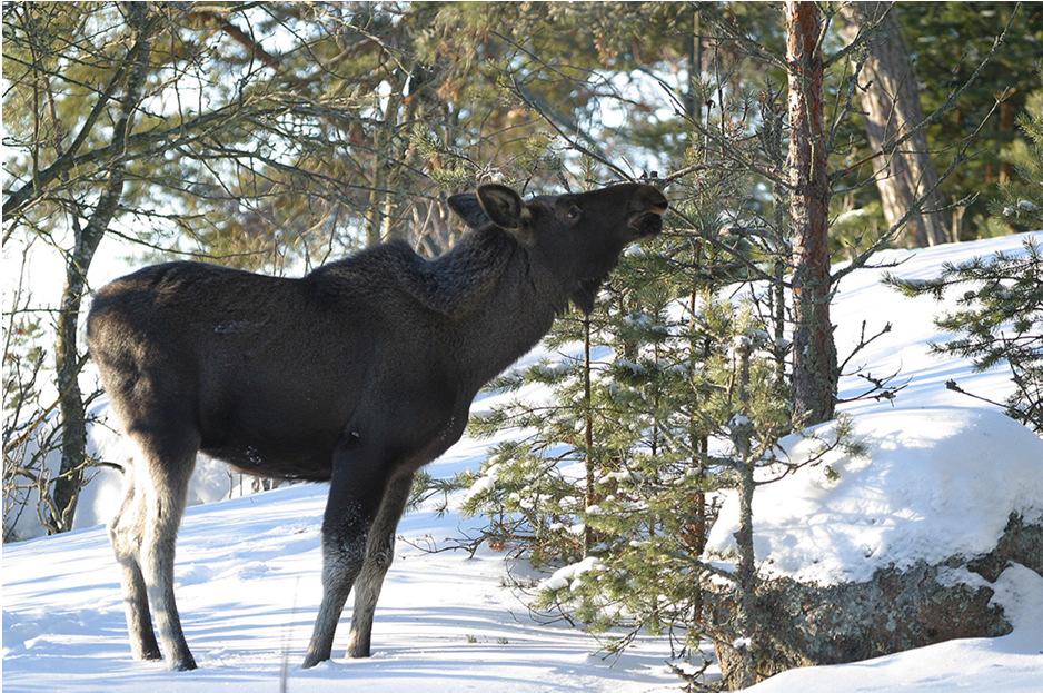 suuraluetason tarkasteluilla -tilastojen käyriä ristissä -