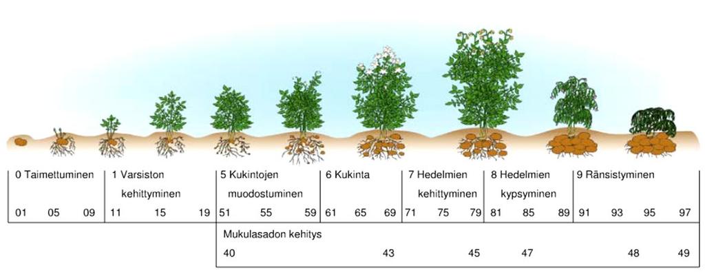 Perunoiden tuotanto lyhyen ja pitkän