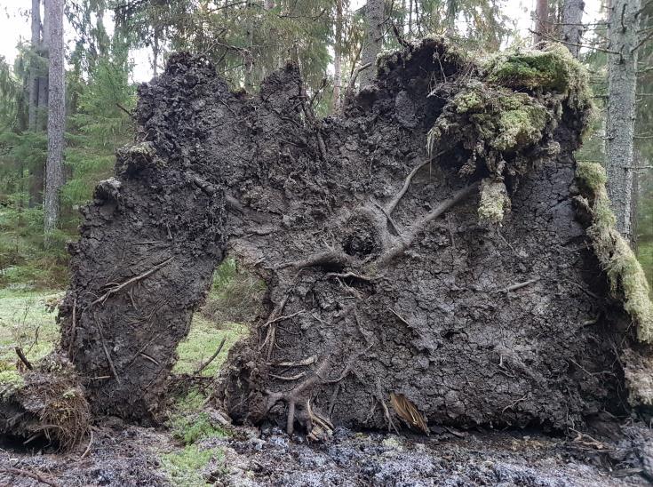 Metsät ja ilmastonmuutos - Metsien ja monimuotoisuus - Tuulituhojen ja metsäpalojen riskin kasvaminen - Tuholaisten ja vieraslajien