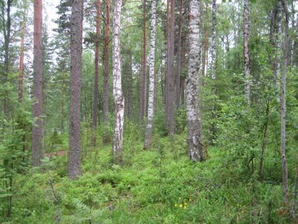 3 Vallitsevina metsätyyppeinä ovat tuoreet ja lehtomaiset kankaat, rantarinteen alaosassa osin kuivahko puolukkatyyppi. Rehevimmillä sekametsäisillä alueilla aluskasvillisuuteen kuuluvat mm.