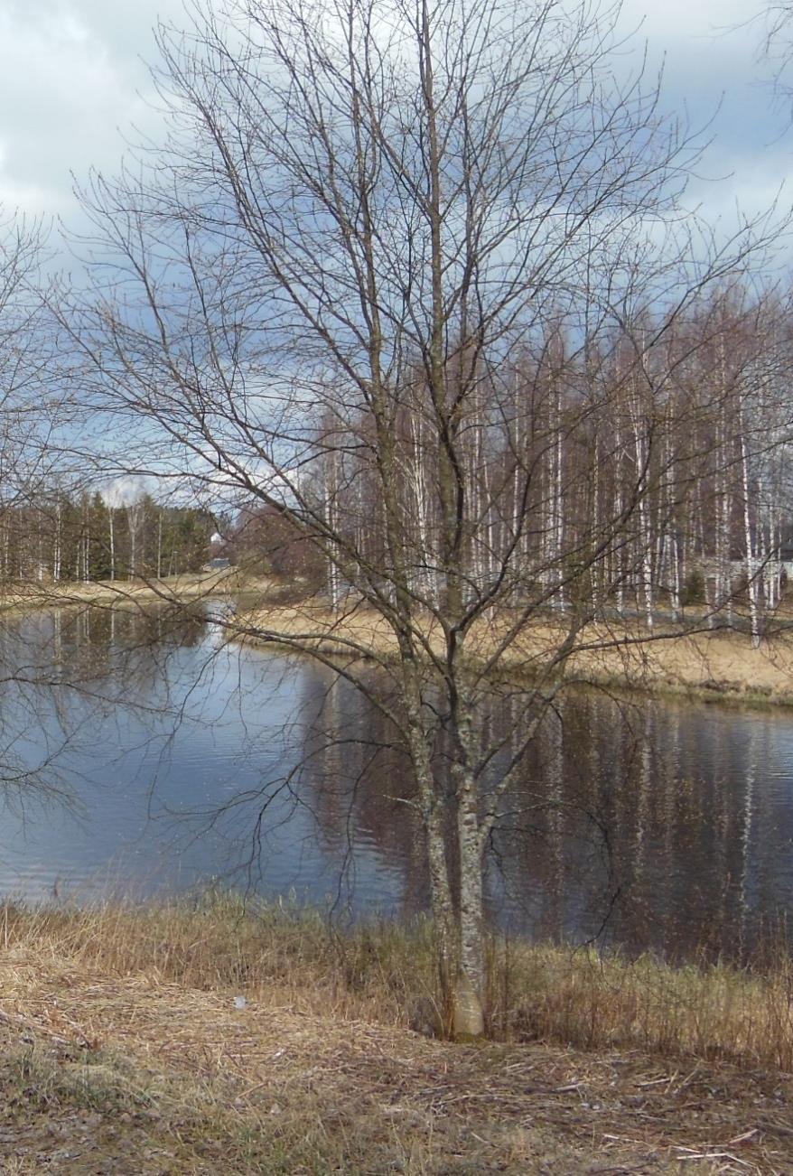1 VÄHÄJÄRVI, Alavus RANTA-ALUEEN VIRKISTYSKÄYTÖN JA MAISEMANHOIDON YLEISSUUNNITELMA