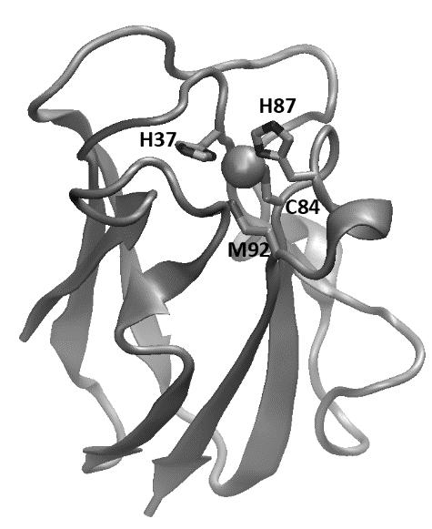b) Plastosyaniini on proteiini, joka osallistuu elektroninsiirtoreaktioihin. Plastosyaniiniin sitoutuu kupari-ioni kuvan 1 rakennemallin mukaisesti.