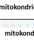 pitoisuus-eron muodostukseen mitokondrioiden sisemmällä kalvolla.