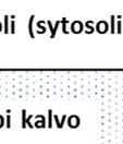 A4: Piirrä kuvaan nuolet osoittamaan vetyionien (protonit, H + ) siirtokohdat ja siirron suunta.