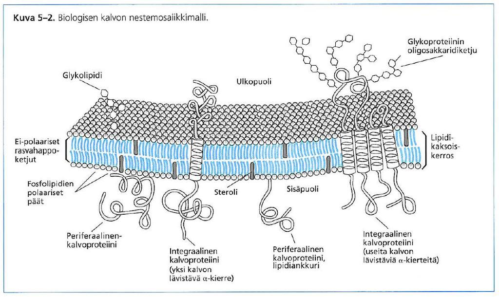 1. c) Piirrä biologisen kalvon perusrakenne niin kuin se nestemosaiikkimallin avulla kuvataan. Selitä kalvon rakenne piirtämäsi kuvan avulla. (5 p.
