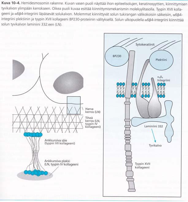 Fokaaliadheesiossa solun sisäpuolisena sitoutumiskohtana on aktiini, ja solun ulkopuolisena ankkuriproteiineina toimivat taliini sekä vinkuliini.