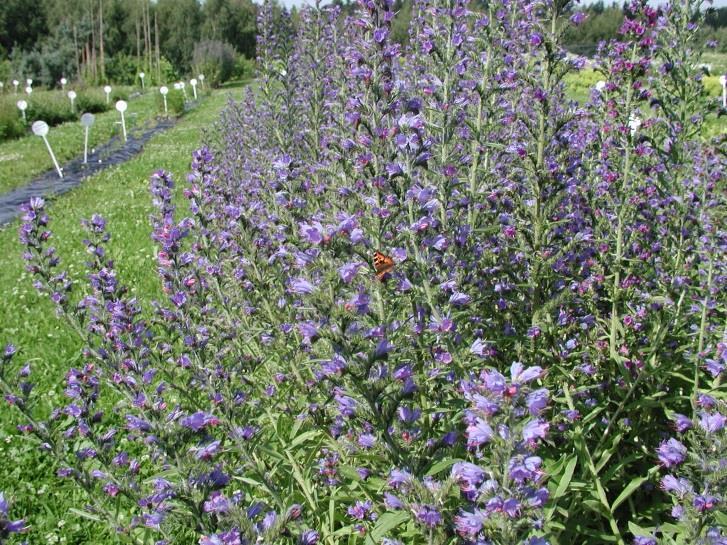 12 Kuva 14. Kyläneidonkielen voimakas kasvu ja runsas kukinta. Purppuratatar (Persicaria orientalis, syn.