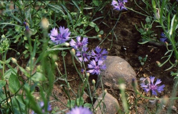 18 Ruiskaunokki (Centaurea cyanus ) Vaikka Lönnrot Suomen kasviossa esittelee elokaunokin rohdoskäyttöä vesiumpea ja vesitautia vastaan keitteenä ja silmävihoa vastaan teenä tahi puserretulla