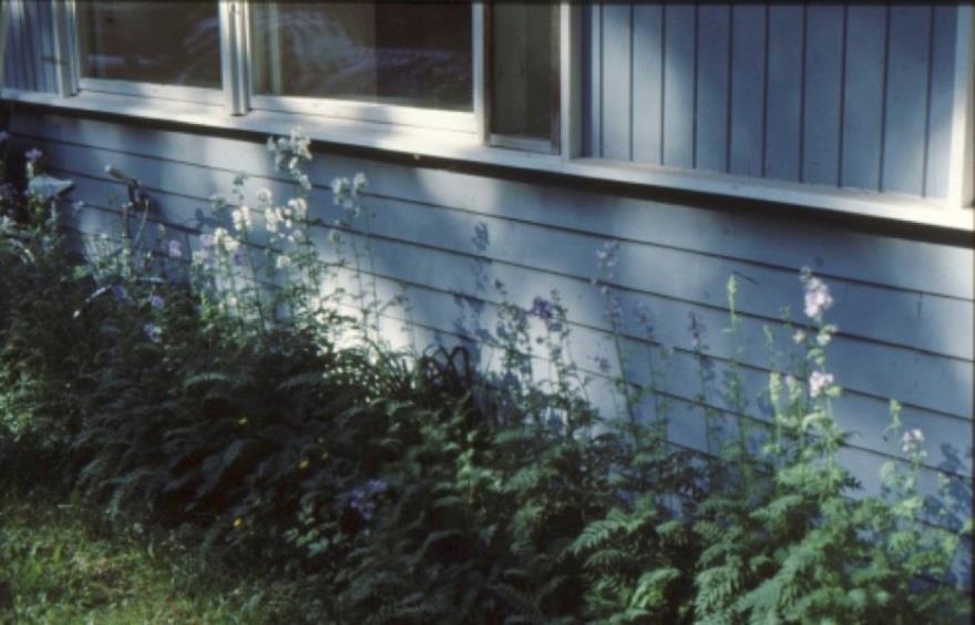 4 Lehtosinilatva (Polemonium caeruleum) Lehtosinilatva on suomalaispuutarhoissa helposti viljeltävä koristekasvi, joka uusiutuu ja leviää siemenistä.