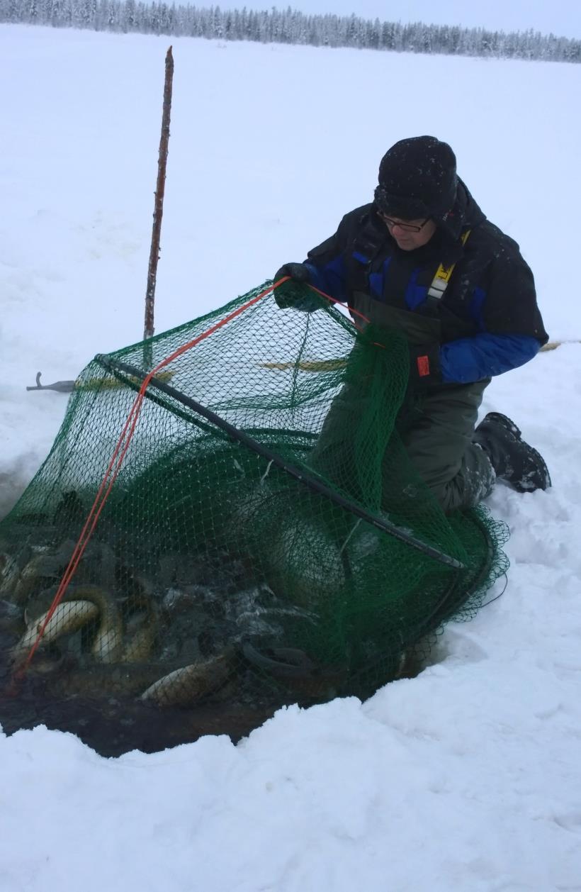 Koulutushankkeen hyödyt Tarvelähtöistä koulutusta kalastajien osaamisen ja elinkeinon kehittämiseen, heidän lähtökohdista käsin Vesistöjen kalalajit ja pyyntimenetelmät ovat erilaisia,