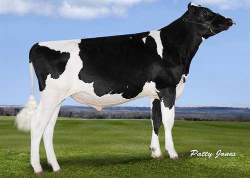 Adorable STANTONS ADORABLE 0200HO10660 SUPERSHOT x MCCUTCHEN x OBSERVER COGENT SUPERSHOT STANTONS MCCUTCHEN 1174 AGREE VG-88-4YR-CAN DE-SU BKM MCCUTCHEN 1174 STANTONS OBSERVER EXTREME VG-85-2YR-CAN