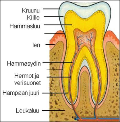 Hampaallisten ikäihmisten määrä noussut jyrkästi: vuonna 1960 keskimäärin yksi hammas suussa, v.