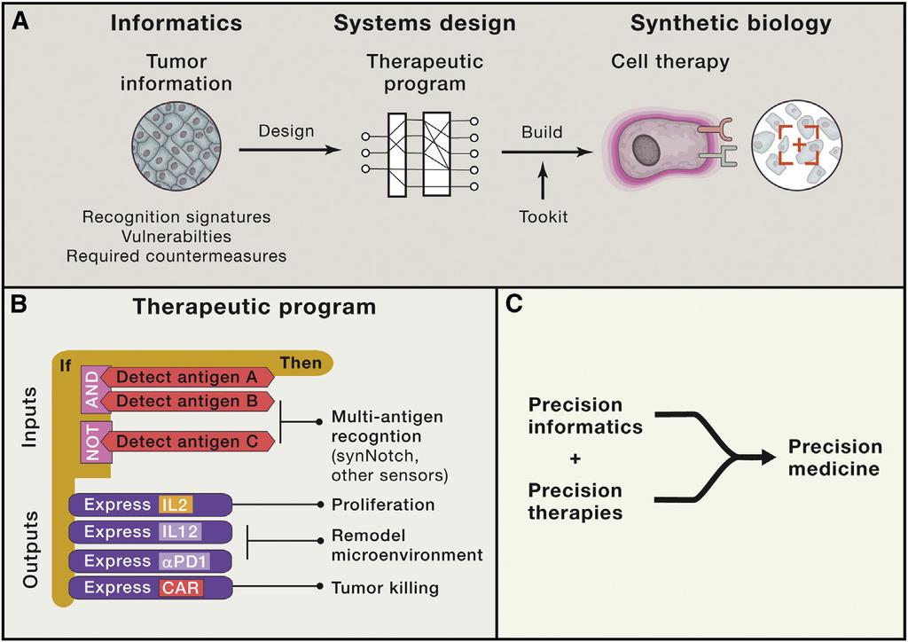 Immunoterapian tulevaisuuden visio precision medicine Spesifisimpien ja henkilökohtaisesti räätälöityjen CAR-T-terapioiden