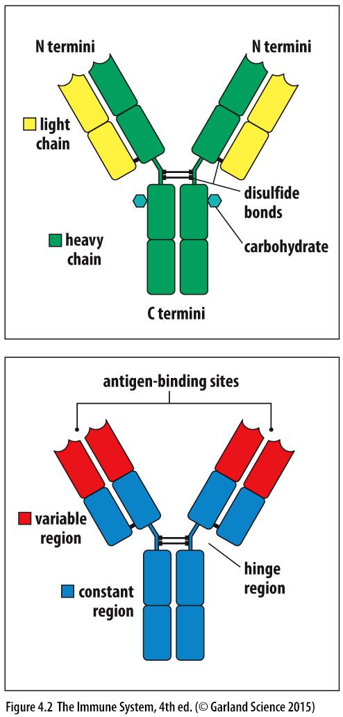 Vasta-aineiden rakenne Vasta-aineet koostuvat kahdesta antigeenia sitovasta Fab-osasta ja yhdestä Fc-osasta Somaa+isen rekombinaation