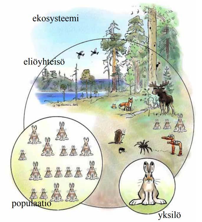 Ekosysteemi on eläinten, kasvien ja elottoman luonnon muodostama kokonaisuus Ekosysteemi koostuu tietystä lajistosta eli