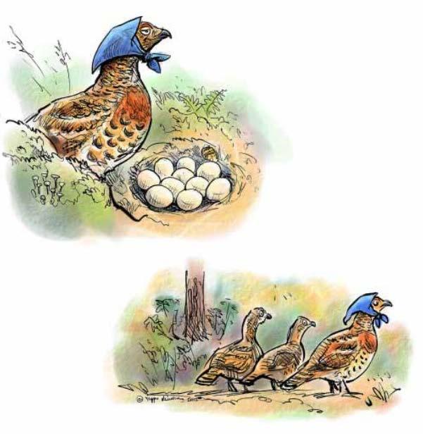 Kuolevuus Monien ravintoketjun alapäässä olevien lajien luonnonvarainen kuolevuus on suurta Esimerkiksi metsotutkimuksissa on todettu, että lähes kahden sadan munan