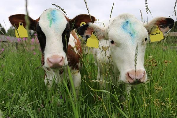 ESIPUHE Opiskelen Savonia ammattikorkeakoulussa agrologiksi. Työskentelin kesän 2018 Vaali viisaasti vasikkaa hankkeen työelämäharjoittelijana ja projektityöntekijänä.