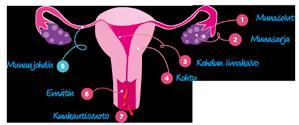 Slide 12 KUUKAUTISKIERTO 5 min to 10 min Kuukautiskierto Naisen keho valmistautuu joka kuukausi mahdollisen raskauden varalle. Samanlaisena toistuvaa muutosten jatkumoa kutsutaan kuukautiskierroksi.