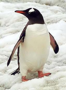 Avantouinti Hietasaaressa (ma) 19.2.2018 klo 17 Ilmoittautumisvastaavamme Tytti Niemi järjesti meille mahdollisuuden pulahtaa avantoon Pingviinien saunalla Vaasan Hietasaaressa maanantaina 19.2.2018 klo 17. Osallistua pyydettiin etukäteen tutustumaan avantouintiin, turvallisuusohjeisiin sekä saunaetikettiin Vaasan Pingviinit ry:n web-sivujen kautta.