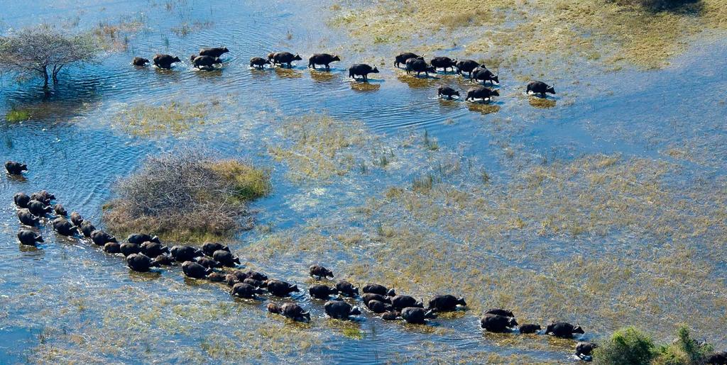 Botswana Ihastu Linyantin ja Okavangon upeaan