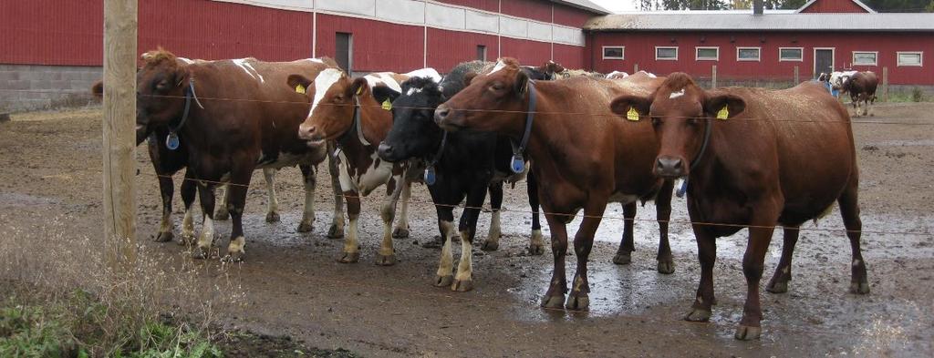 20 Yhteenvet Nauta (lypsy- ja lihakarja) 54 190 Sika (emakt, prsaat ja lihasiat) 36 204,38 Brilerit, kalkkunat ja muu siipikarja 42 950 Munituskanat 8 192.