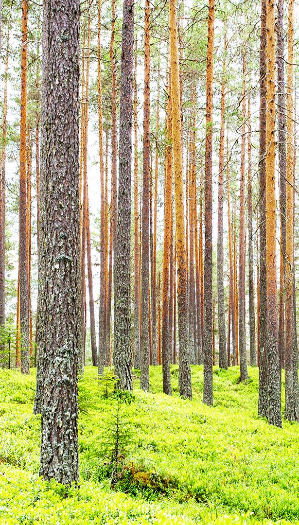 o Sopijapuolet SOPIMUSTILANNE Helmikuu/2019 o Boreal Bioref Oy, Kemijärvi o Perustajat; Halla yhtiö Oy, Sijoituskiila Oy, Kemijärven Kehitys Oy o China CAMC Engineering Co., Ltd.