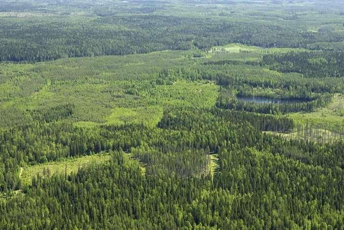 Suomessa toteutettava kuviokohtainen metsätalous on jatkuvaa kun tarkastelu kohdistetaan yksittäistä puuta tai