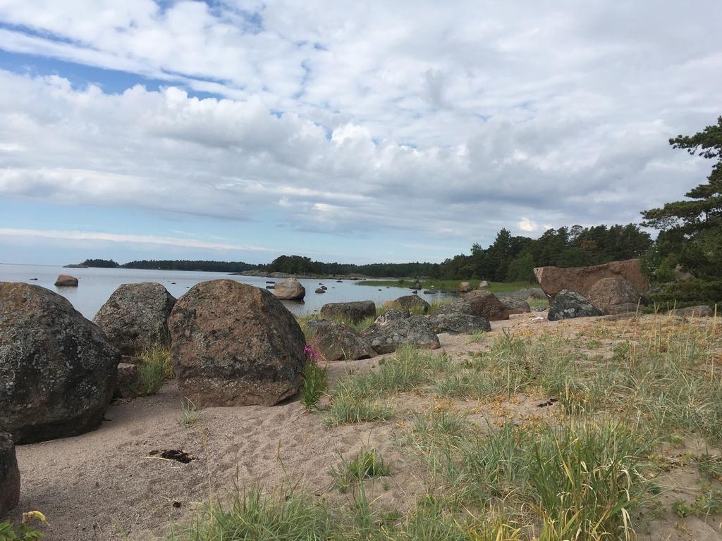 Kuva 29. Stora brokholmen, suojeltu hiekkaranta (kuva Elina Laurén) Stora Brokholmenin suojeluarvio Rantatyräkkiä kasvaa suojelualueen tuntumassa.