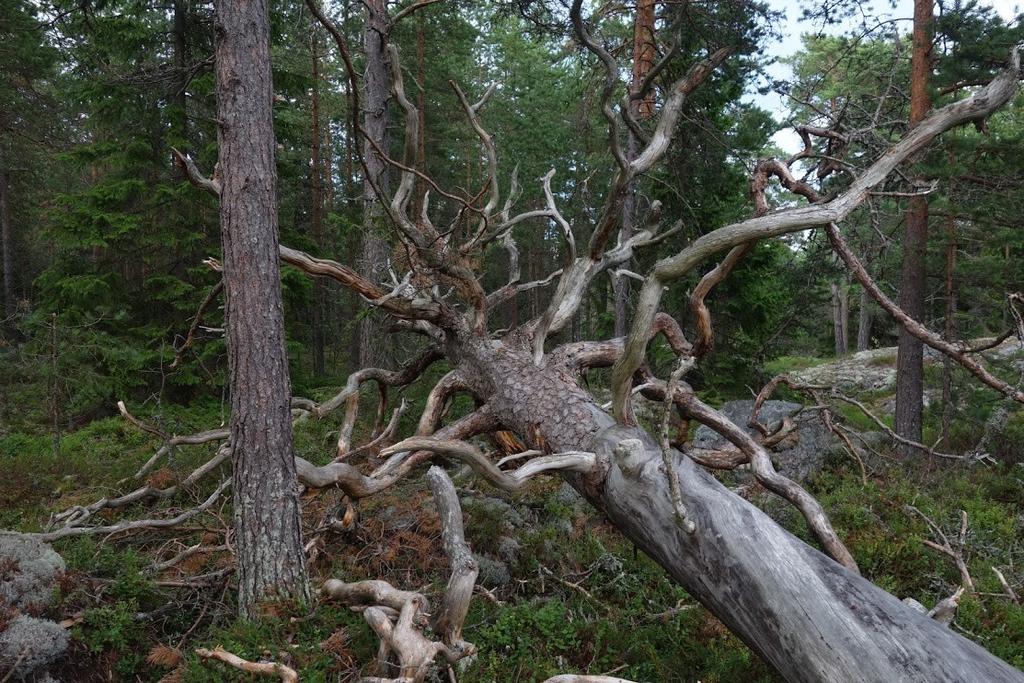 Kuva 38. Kalliomännikköä (kuva Olli Manninen) Paikoin löytyy vanhoja, 200-vuotiaita puita, mutta pääosa männyistä lienee 100-130 -vuotiaita.