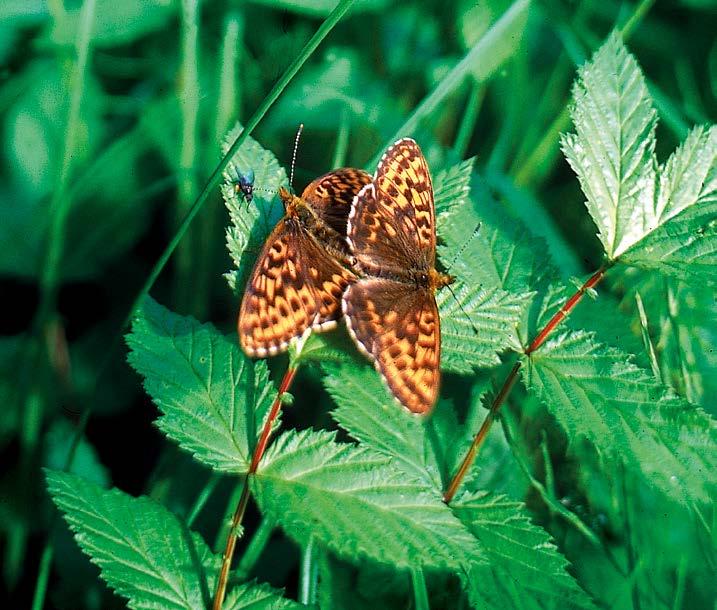 Onko purohopeatäplän (Boloria thore) perinteinen alalajijako etelän- (ssp. thore) ja pohjanpurohopeatäplään (ssp. borealis) perusteltua Suomessa?