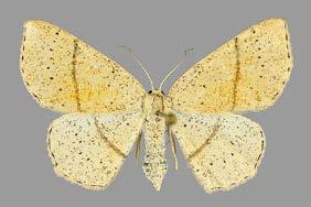 PEKKA MALINEN SUOMESTA TAVATUT LAJIT C. punctaria, F C. punctaria, F C. quercimontaria, F C.