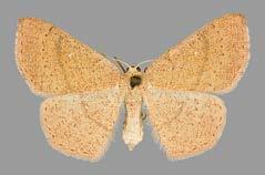 linearia, C SUOMESTA EI TAVATTUJA LAJEJA C. porata, F C. puppillaria, F C.