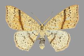 tunnettua lajia muistuttavaa lajia: C. ruficiliaria ja C. suppunctaria.