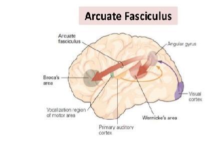 pikkuaivo alempi ohimolohko vasen etuotsalohko Gaser & Schlaug, 2003, J Neurosci4 5 Halwani