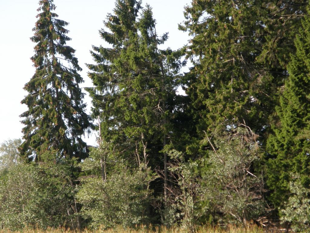 luonnontilainen