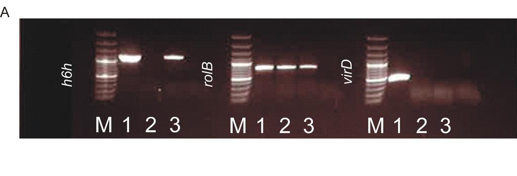 teiden identifiointi tehtiin käyttäen standardiyhdisteitä l-hyoskyamiini (Merck 3031407), (-)-skopolamiini hydrobromidi (Sigma S1875) sekä retentioaikoja, massaspektrikirjastoa ja kirjallisuutta.