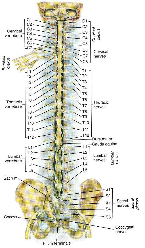Figure 1. The vertebrae and spinal nerves. Reprinted with permission (Thibodeau & Patton, 2003, p. 414). 2.1.2 Traumatic SCI In traumatic SCI, the neural elements within the spinal canal are damaged by an external force e.
