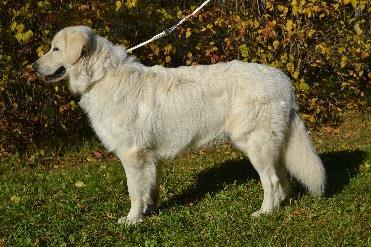 YLEISVAIKUTELMA, MITTASUHTEET: erittäin selvä sukupuolileima, sopiva luusto, hyvät mittasuhteet, erinomainen pigmentti 2. KOKO: säkäkorkeus: 60,5cm 3.