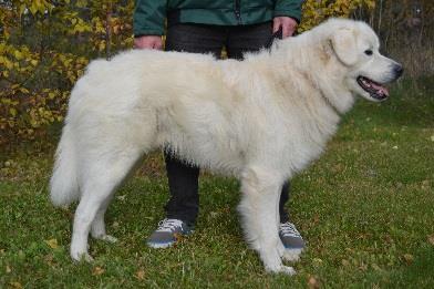YLEISVAIKUTELMA, MITTASUHTEET: kompakti, keskivahva, hyvät mittasuhteet, keskikokoa pienempi, silti maskuliininen 2. KOKO: säkäkorkeus: 62,5cm 3.