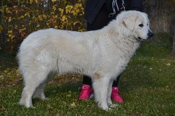YLEISVAIKUTELMA, MITTASUHTEET: tanakkarunkoinen, vahvaluustoinen, hiukan pitkä ja aavistuksen matalaraajainen, hyvin tasapainoinen käytös 2. KOKO: säkäkorkeus: 63,5cm 3.