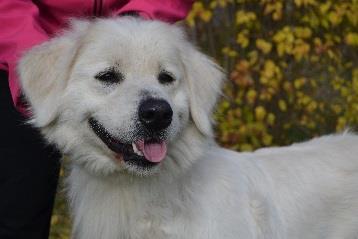 SLOVAKIANPAIMENKOIRAYHDISTYS R.Y. JALOSTUSTARKASTUS Koiran nimi: Kalliovaaran Bebeta Princova Sukupuoli: narttu Kivekset: Rek.nro: FI30719/14 