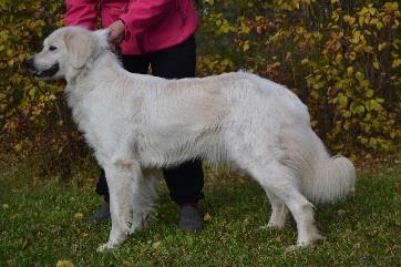 YLEISVAIKUTELMA, MITTASUHTEET: erittäin narttumainen, nyt niukassa karvassa, erinomainen raajakorkeus ja varma-asentoiset raajat 2. KOKO: säkäkorkeus: 63cm 3.