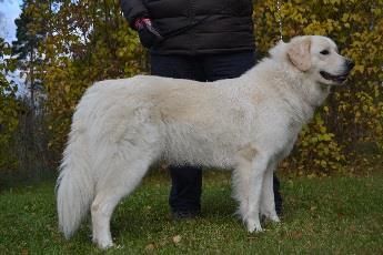 YLEISVAIKUTELMA, MITTASUHTEET: selvä sukupuolileima, hyvät mittasuhteet, tasapainoinen olemus 2. KOKO: säkäkorkeus: 63,5cm 3.