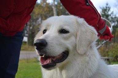 SLOVAKIANPAIMENKOIRAYHDISTYS R.Y. JALOSTUSTARKASTUS ( jatkuu sivulta 17). Koiran nimi: Stubbenin Pocahontas Sukupuoli: narttu Kivekset: Rek.nro: FI41644/14 Tatuointi / siru: 981098104761574 Synt.: 27.