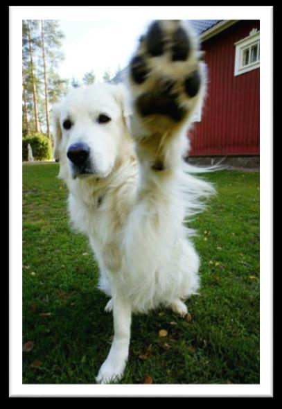 Meidän Čuvač 4 / 2016 Kansikuva: HIGH-FIVE!!!!! Haltiavuoren Div Dakota Dalton alias Viljo. Omistaja Virpi Paakala. Kuva: Tiia Vuorinen 2016. LEHDEN SISÄLTÖ Sivu 2. Toimihenkilöt Sivu 3.