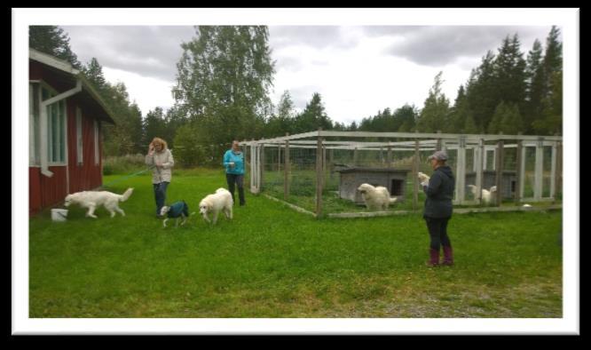 Janne kertoili mielenkiintoisia juttuja koiristaan, eivätkä ne sitten loppujen lopuksi niin paljon eronneet meidän omista koirista.