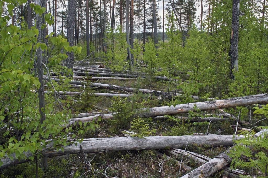 Metsien ennallistaminen 250 Ennallistamispoltot suojelualueilla vv.