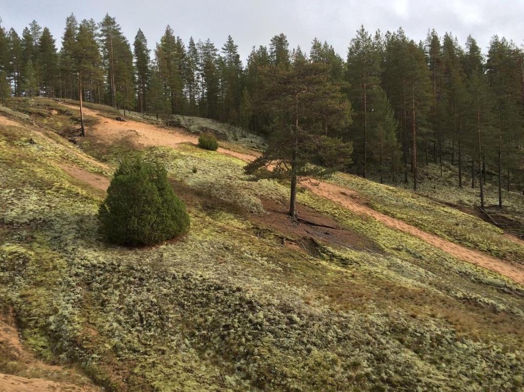 Paahdeympäristöjen hoito Harjumetsien paahdeympäristöt: harjujen etelä- ja lounaisrinteet N.