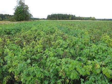 Pa - Mitä opittiin? Salaojajärjestelmän huolto on tärkeää, myös kaivot, alitukset, jne.