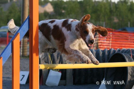 alle minuutissa. Agility vastaa ajatukseltaan pitkälti metsästystilannetta, jossa koiralta ja ohjaajalta vaaditaan saumatonta yhteistyötä.